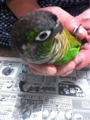 [Conure][ウロコインコ][ウロコインコ][インコ]くるみ（腹筋100回！）