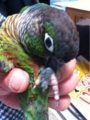 [Conure][ウロコインコ][ウロコインコ][インコ]くるみ（ボロ踏んじゃった）