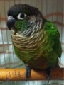 [Conure][ウロコインコ][ウロコインコ][インコ]くるみ（おはもふ）