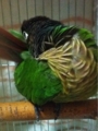 [Conure][ウロコインコ][ウロコインコ][インコ]くるみ（お尻臭う？）