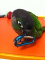 [Conure][ウロコインコ][ウロコインコ][インコ]くるみ（カラビナちゃん！）