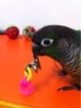 [Conure][ウロコインコ][ウロコインコ][インコ]くるみ（目玉ちゃん！）