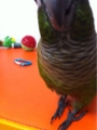 [Conure][ウロコインコ][ウロコインコ][インコ]くるみ（なんだよー！）