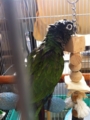 [Conure][ウロコインコ][ウロコインコ][インコ]くるみ（あごがかゆい）