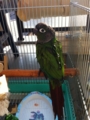 [Conure][ウロコインコ][ウロコインコ][インコ]くるみ（きれいきれい）