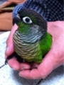 [Conure][ウロコインコ][ウロコインコ][インコ]くるみ（最初は甘えとこう）