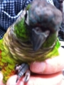 [Conure][ウロコインコ][ウロコインコ][インコ]くるみ（なーんだよっ！）