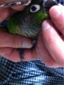 [Conure][ウロコインコ][ウロコインコ][インコ]くるみ（うわーっ、またチューかよっ！）