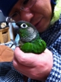 [Conure][ウロコインコ][ウロコインコ][インコ]くるみ（また怒られちゃってる）