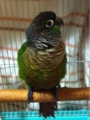 [Conure][ウロコインコ][ウロコインコ][インコ]くるみ（サービスもふもふ）