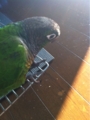 [Conure][ウロコインコ][ウロコインコ][インコ]くるみ（たまにはケージとも遊んであげないとね）