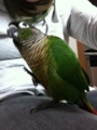 [Conure][ウロコインコ][ウロコインコ][インコ]くるみ（ガメラっ！）