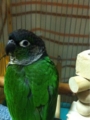 [Conure][ウロコインコ][ウロコインコ][インコ]くるみ（見返りもふ）