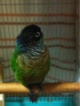 [Conure][ウロコインコ][ウロコインコ][インコ]くるみ（知らん顔してれば起こされないかな？）