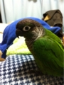 [Conure][ウロコインコ][ウロコインコ][インコ]くるみ（ぶーちゃん、体弱っ！）