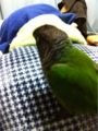 [Conure][ウロコインコ][ウロコインコ][インコ]くるみ（ひ弱な子、嫌いだよ）