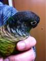 [Conure][ウロコインコ][ウロコインコ][インコ]くるみ（お見舞いに来たよ）