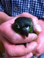 [Conure][ウロコインコ][ウロコインコ][インコ]くるみ（お見舞いもふもふ）