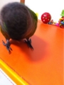 [Conure][ウロコインコ][ウロコインコ][インコ]くるみ（ごめんなさい）