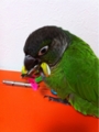 [Conure][ウロコインコ][ウロコインコ][インコ]くるみ（目玉ちゃん！）