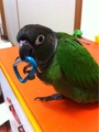 [Conure][ウロコインコ][ウロコインコ][インコ]くるみ（カラビナちゃん！）