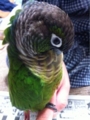 [Conure][ウロコインコ][ウロコインコ][インコ]くるみ（あら、ぶーちゃん）