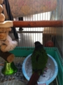 [Conure][ウロコインコ][ウロコインコ][インコ]くるみ（布団が邪魔ー！）