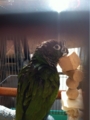 [Conure][ウロコインコ][ウロコインコ][インコ]くるみ（ガブリンっ！）