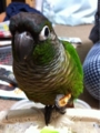 [Conure][ウロコインコ][ウロコインコ][インコ]くるみ（しいな！）