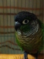 [Conure][ウロコインコ][ウロコインコ][インコ]くるみ（雪だもふ）