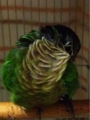 [Conure][ウロコインコ][ウロコインコ][インコ]くるみ（知ったこっちゃないもふ）