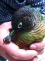 [Conure][ウロコインコ][ウロコインコ][インコ]くるみ（楽チン）