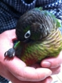 [Conure][ウロコインコ][ウロコインコ][インコ]くるみ（楽チン）