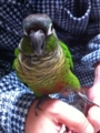 [Conure][ウロコインコ][ウロコインコ][インコ]くるみ（手乗りインコだからねー！）