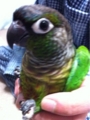 [Conure][ウロコインコ][ウロコインコ][インコ]くるみ（ぬぼー）