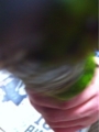 [Conure][ウロコインコ][ウロコインコ][インコ]くるみ（だーっ、iPhoneだーっ！）