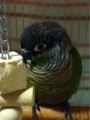 [Conure][ウロコインコ][ウロコインコ][インコ]くるみ（眠いんだもふ）