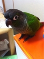 [Conure][ウロコインコ][ウロコインコ][インコ]くるみ（ぴょこっと）