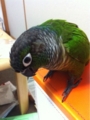 [Conure][ウロコインコ][ウロコインコ][インコ]くるみ（下に落ちてるんだよなぁ）