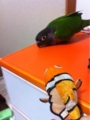 [Conure][ウロコインコ][ウロコインコ][インコ]くるみ（この子、何なのー！）