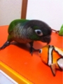 [Conure][ウロコインコ][ウロコインコ][インコ]くるみ（えっ、何してる子なの？）