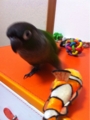 [Conure][ウロコインコ][ウロコインコ][インコ]くるみ（目玉取っていいんだよね？）