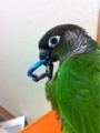 [Conure][ウロコインコ][ウロコインコ][インコ]くるみ（カラビナが落ち着くわぁ）