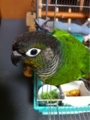 [Conure][ウロコインコ][ウロコインコ][インコ]くるみ（わんばんこー！）