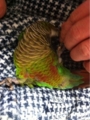 [Conure][ウロコインコ][ウロコインコ][インコ]くるみ（ご無体な姿勢！）