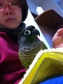 [Conure][ウロコインコ][ウロコインコ][インコ]くるみ（タオル好き好き）