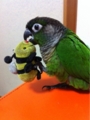 [Conure][ウロコインコ][ウロコインコ][インコ]くるみ（鼻を取りたいわけよ）