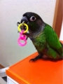 [Conure][ウロコインコ][ウロコインコ][インコ]くるみ（100年安心の目玉ちゃん）