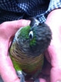 [Conure][ウロコインコ][ウロコインコ][インコ]くるみ（土曜日だからのんびり～）