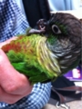 [Conure][ウロコインコ][ウロコインコ][インコ]くるみ（楽チン）